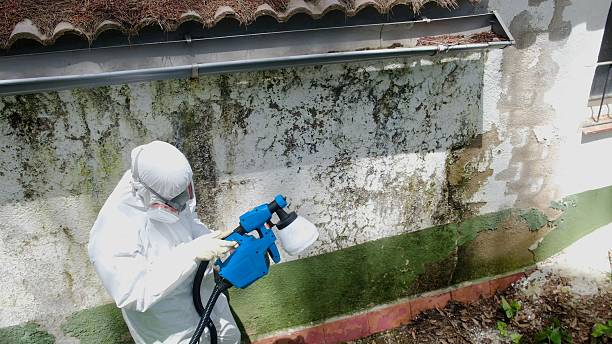 Trusted Basement Mold Remediation service in Gladstone, NJ - Cheap Mold Removal